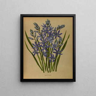 Arentina Hendrica Arendsen - Camassia Esculenta.webp