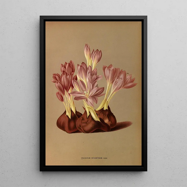 Reproduktion des Gemäldes Colchicum Byzantinum Varr - Arentina Hendrica Arendsen