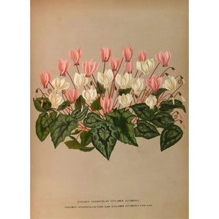 Arentina Hendrica Arendsen - Cyclamen Hederaefolium Cyclamen Autumnale.webp