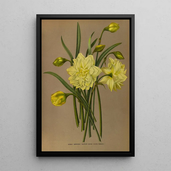 Narcisse Double Soufre Kroon Silver Phoenix - Arentina Hendrica Arendsen — gerahmtes Bild an der Wand
