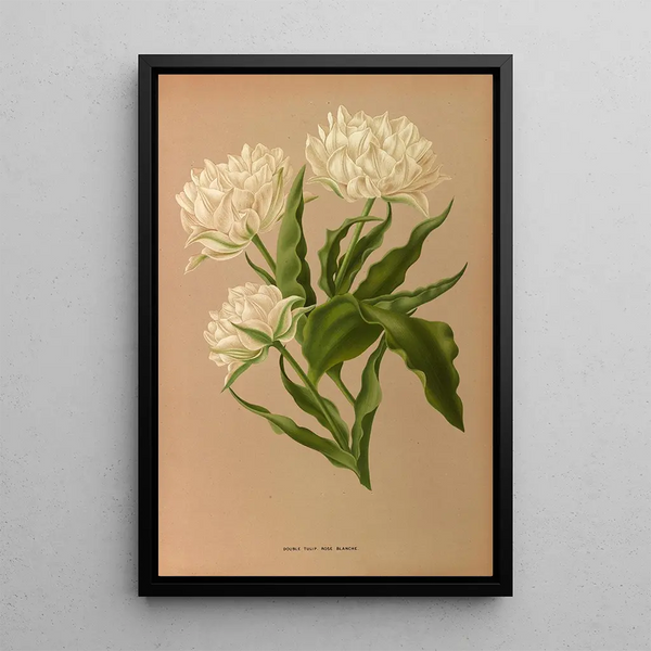 Tulpe Doppel Ros Blanche - Arentina Hendrica Arendsen — gerahmtes Bild an der Wand