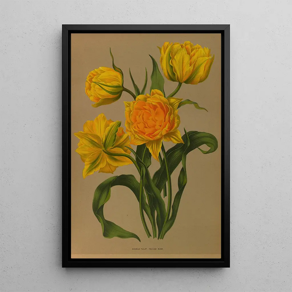 Reproduktion des Gemäldes Tulpe Doppelgelb Ros - Arentina Hendrica Arendsen
