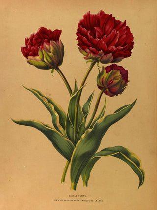 Arentina Hendrica Arendsen - Double Tulipe Rex Rubrorum With Variecated Leaves.webp