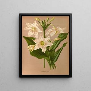 Arentina Hendrica Arendsen - Eucharis Amazonica.webp