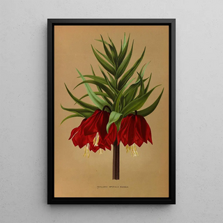 Arentina Hendrica Arendsen - Fritillaria Imperialis Maximus.webp