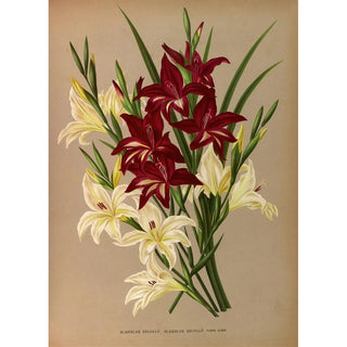 Arentina Hendrica Arendsen - Gladiolus Colvillii Gladiolus Colvillii Flore Albo.webp