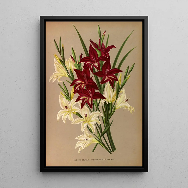 Gladiolus Colvillii Gladiolus Colvillii Flore Albo - Arentina Hendrica Arendsen — gerahmtes Bild an der Wand
