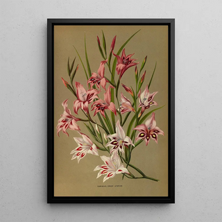 Arentina Hendrica Arendsen - Gladiolus Dwarf Hybrids.webp
