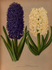 Glicinias 6 - Arentina Hendrica Arendsen — vista dell’opera