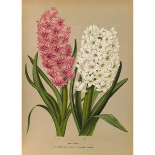 Arentina Hendrica Arendsen - Hyacinths DRNoble Par Merite 2 Sw Mont Blanc.webp