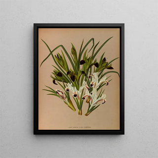 Arentina Hendrica Arendsen - Iris Persica 2 Iris Tuberosa.webp