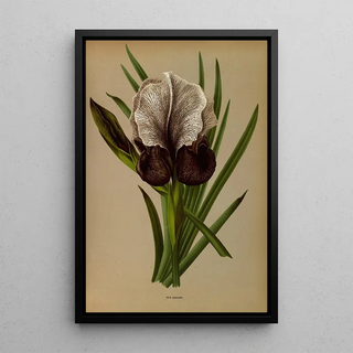 Arentina Hendrica Arendsen - Iris Susiana.webp