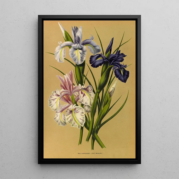 Reproduktion des Gemäldes Iris Xiphioides Iris Anglica - Arentina Hendrica Arendsen