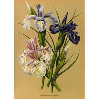 Arentina Hendrica Arendsen - Iris Xiphioides Iris Anglica.webp