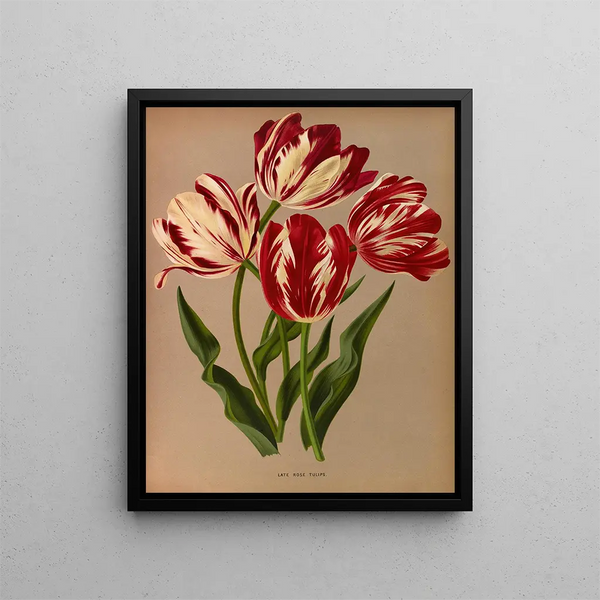 Tulipes roses tardives - Arentina Hendrica Arendsen — quadro incorniciato alla parete