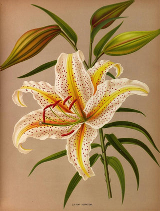 Arentina Hendrica Arendsen - Lilium Auratum.webp