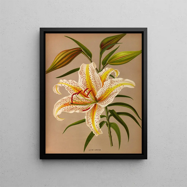 Lys doré - Arentina Hendrica Arendsen — quadro incorniciato alla parete