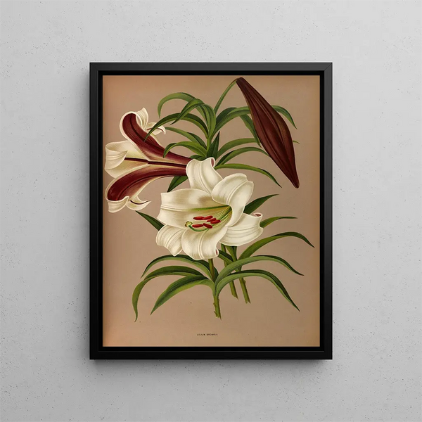Lily Brown - Arentina Hendrica Arendsen — quadro incorniciato alla parete