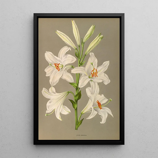 Arentina Hendrica Arendsen - Lilium Candidum.webp