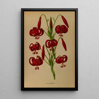 Arentina Hendrica Arendsen - Lilium Chalcedonicum.webp