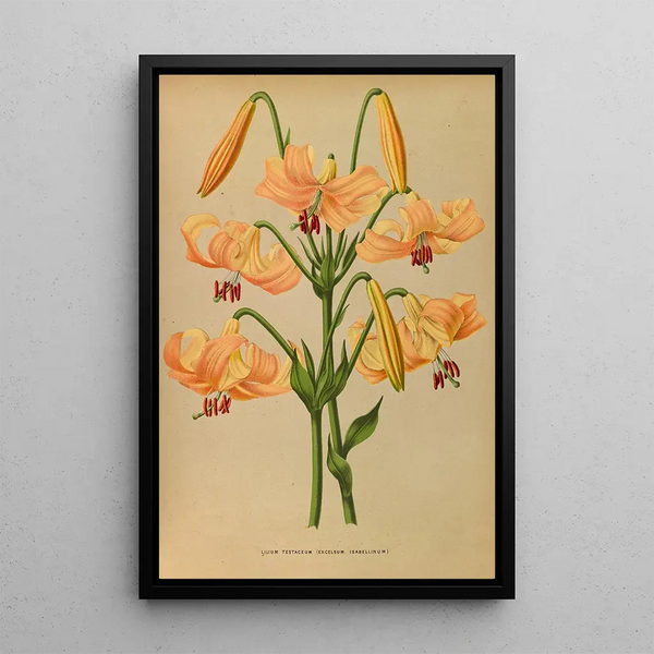 Lys testaceum - Arentina Hendrica Arendsen — quadro incorniciato alla parete