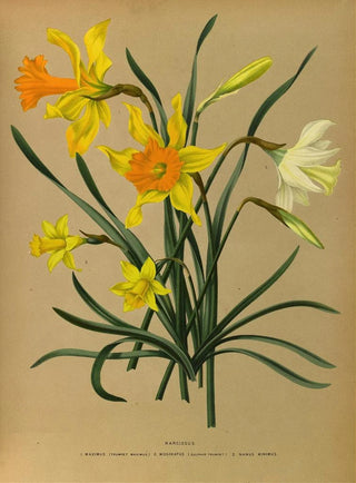 Arentina Hendrica Arendsen - Narcissus 3.webp