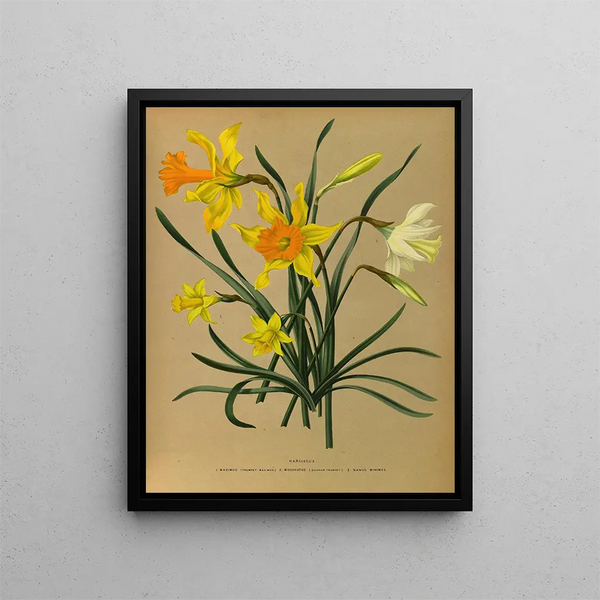 Narciso 3 - Arentina Hendrica Arendsen — quadro incorniciato alla parete