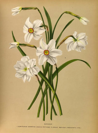 Arentina Hendrica Arendsen - Narcissus 4.webp