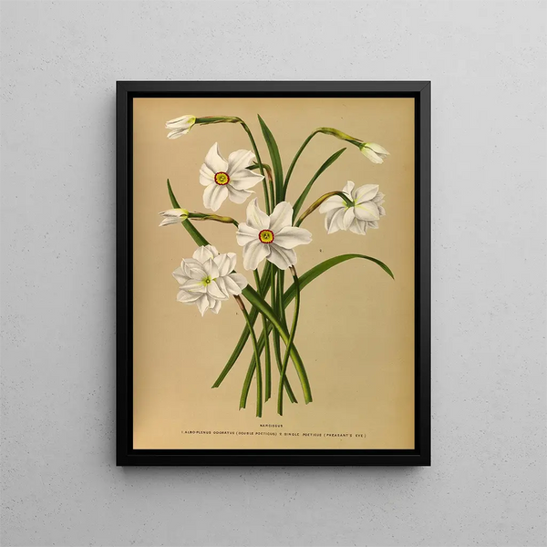 Narcisse 4 - Arentina Hendrica Arendsen — quadro incorniciato alla parete