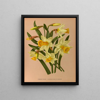 Arentina Hendrica Arendsen - Narcissus Bicolor 2 Narcissus Bicolor Var Horsfieldi.webp