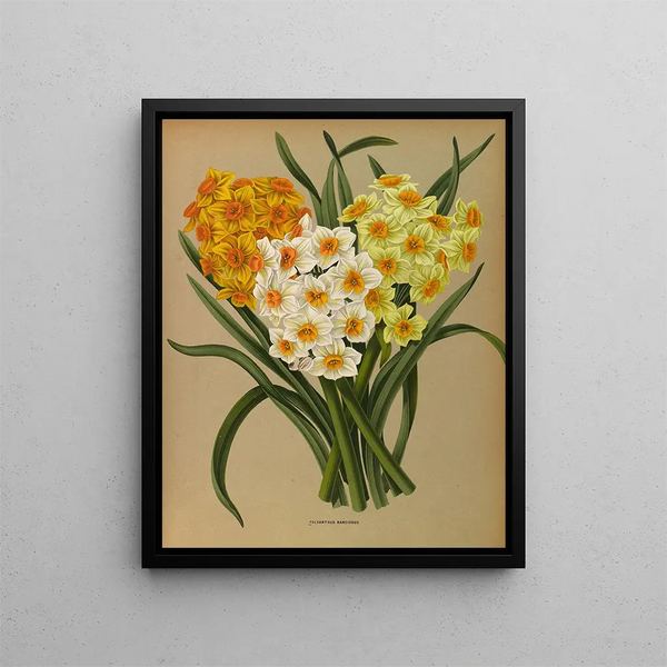 Narcisse Polyanthus - Arentina Hendrica Arendsen — quadro incorniciato alla parete