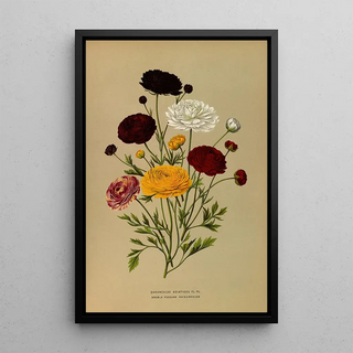 Arentina Hendrica Arendsen - Ranunculus Asiaticus FlPl Doubl Persian Ranunculus.webp