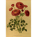 Renoncule Turban Grandiflora - Arentina Hendrica Arendsen — Ansicht des Kunstwerks