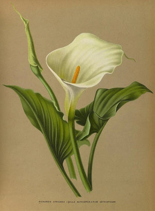 Arentina Hendrica Arendsen - Richardia Africana.webp