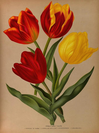 Arentina Hendrica Arendsen - Single Early Tulips 4.webp