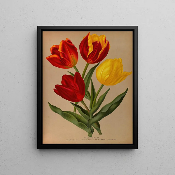 Tulipes precoci semplici 4 - Arentina Hendrica Arendsen — quadro incorniciato alla parete