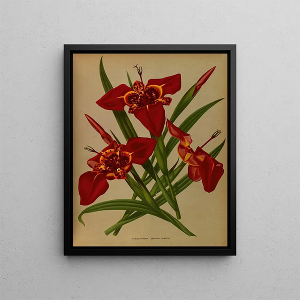 Tigridia pavonia Ferraria tigridia - Arentina Hendrica Arendsen — quadro incorniciato alla parete