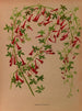 Tropaeolum pentaphyllum - Arentina Hendrica Arendsen — Ansicht des Kunstwerks
