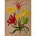Tulipa - Arentina Hendrica Arendsen — vista dell’opera