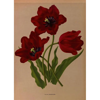 Arentina Hendrica Arendsen - Tulipa Gesneriana.webp