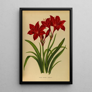 Arentina Hendrica Arendsen - Vallota Purpurea Amaryllis.webp