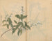Skizzenbuch Pl005 - Ariyoshi Kondo — Ansicht des Kunstwerks