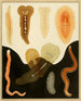 Les polyclades du golfe de Naples et des zones maritimes adjacentes pl. 2 - Arnold Lang — artwork view