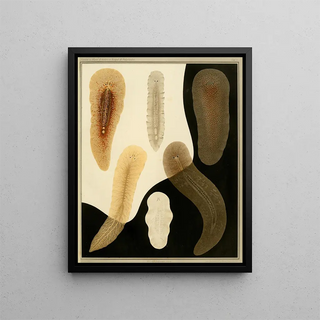 Arnold Lang - Die polycladen des golfes von Neapel und der angrenzenden meeresabschnitte pl3.webp