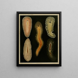 Arnold Lang - Die polycladen des golfes von Neapel und der angrenzenden meeresabschnitte pl4.webp