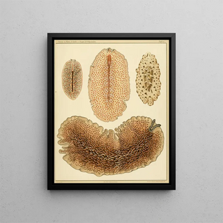 Arnold Lang - Die polycladen des golfes von Neapel und der angrenzenden meeresabschnitte pl6.webp