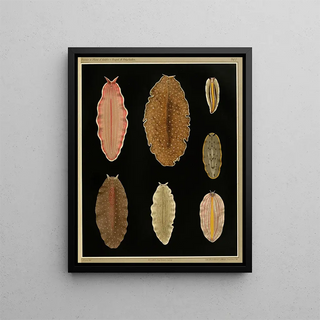 Arnold Lang - Die polycladen des golfes von Neapel und der angrenzenden meeresabschnitte pl7.webp