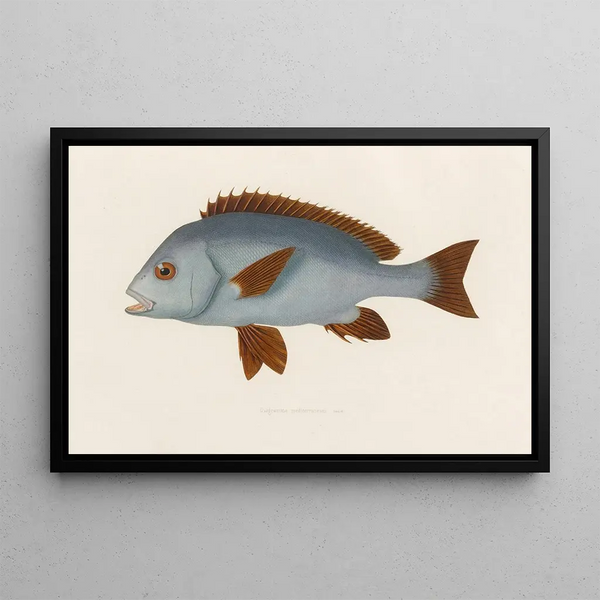 Arthus Bertrand - Diagramma mediterraneum.webp