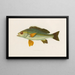Pristipoma octolineatum - Arthus Bertrand — framed artwork on a wall