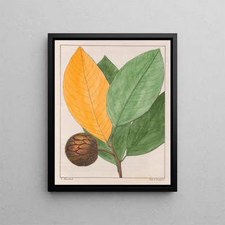 Auguste de SaintHilaire - Anona Sylvatica.webp